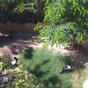 Kirk's dik-dik and Saddle-billed stork exhibit -MundoMar Benidorm (2021)