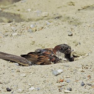 House sparrow [2017]