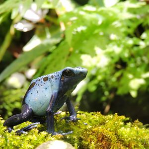 Blue poison dart frog [2017]
