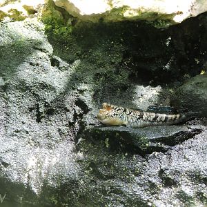 Atlantic mudskipper [2017]