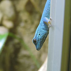 Electric blue gecko [2017]