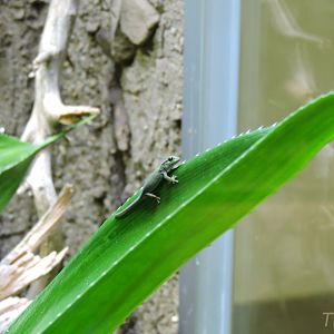 Electric blue gecko [2017]