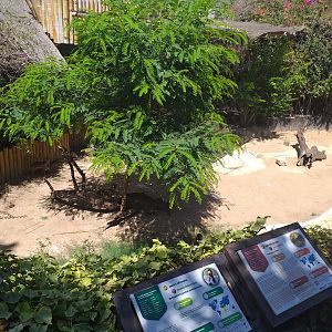 Kirk's dik-dik and Saddle-billed stork exhibit -MundoMar Benidorm (2021)