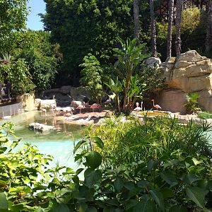 Caribbean flamingo, Greater flamingo, Common shelduck and Red-eared slider exhibit -MundoMar Benidorm (2021)