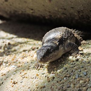 East African armadillo lizard [2017]