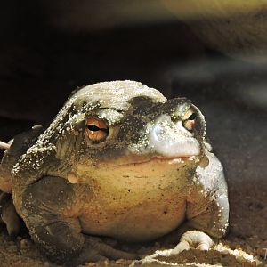 Colorado River toad [2017]