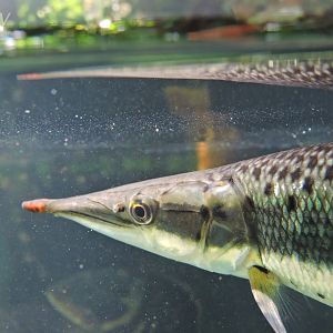 Unidentified gar [2017]