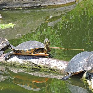 Yellow-bellied slider [2017]