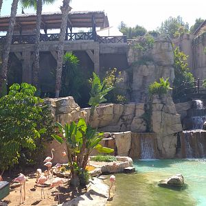 Caribbean flamingo, Greater flamingo, Common shelduck and Red-eared slider exhibit -MundoMar Benidorm (2021)