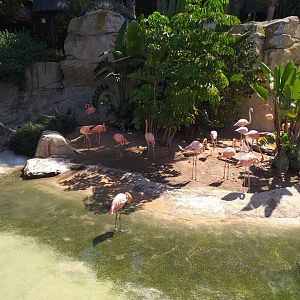 Caribbean flamingo, Greater flamingo, Common shelduck and Red-eared slider exhibit -MundoMar Benidorm (2021)
