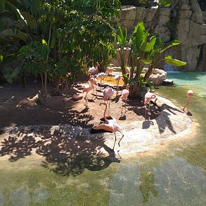 Caribbean flamingo, Greater flamingo, Common shelduck and Red-eared slider exhibit -MundoMar Benidorm (2021)