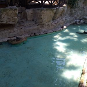 Black-necked swan, Chiloe wigeon, Wood duck and Red-eared slider exhibit -MundoMar Benidorm (2021)