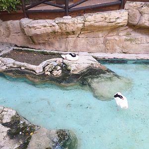 Black-necked swan, Chiloe wigeon, Wood duck and Red-eared slider exhibit -MundoMar Benidorm (2021)