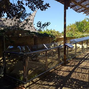 Meerkat exhibit -MundoMar Benidorm (2021)