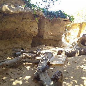 Meerkat exhibit -MundoMar Benidorm (2021)