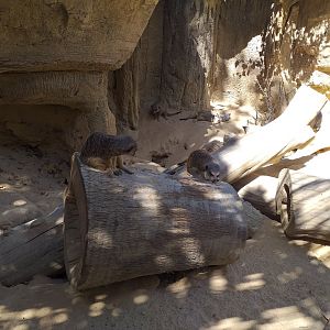 Meerkat exhibit -MundoMar Benidorm (2021)