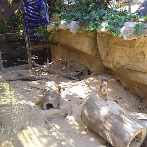 Meerkat exhibit -MundoMar Benidorm (2021)