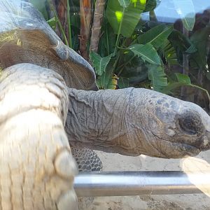 Aldabra giant tortoise -MundoMar Benidorm (2021)
