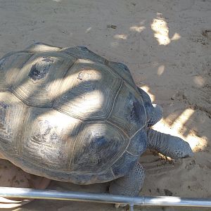 Aldabra giant tortoise -MundoMar Benidorm (2021)
