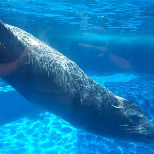 California sea lion -MundoMar Benidorm (2021)