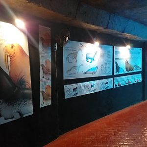 Pinniped signae -MundoMar Benidorm (2021)