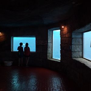 Harbour seal underwater viewing -MundoMar Benidorm (2021)