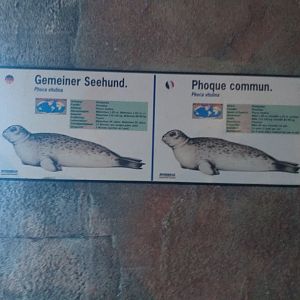 Harbour seal signae -MundoMar Benidorm (2021)