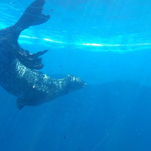 Harbour seal -MundoMar Benidorm (2021)