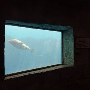 Harbour seal underwater viewing -MundoMar Benidorm (2021)