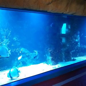 Saltwater tank -MundoMar Benidorm (2021)