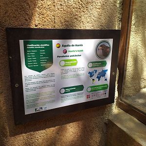 Harris' hawk sign -MundoMar Benidorm (2021)