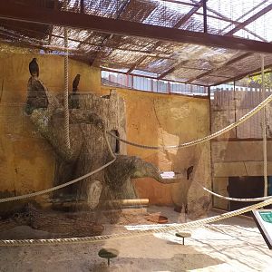 Harris' hawk exhibit -MundoMar Benidorm (2021)