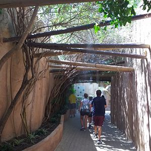 Road to the lemur exhibit -MundoMar Benidorm (2021)