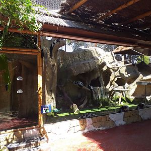 Black and white ruffed lemur exhibit -MundoMar Benidorm (2021)