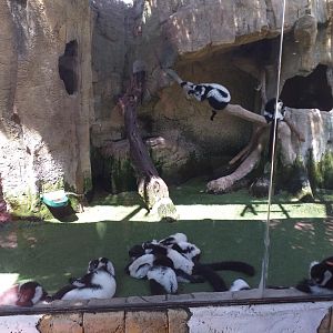 Black and white ruffed lemur exhibit -MundoMar Benidorm (2021)