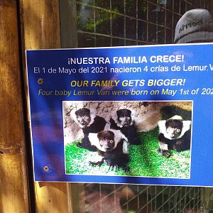 Black and white ruffed lemur sign -MundoMar Benidorm (2021)
