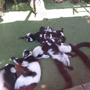 Black and white ruffed lemurs -MundoMar Benidorm (2021)
