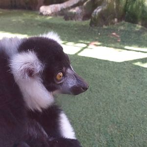 Black and white ruffed lemur -MundoMar Benidorm (2021)