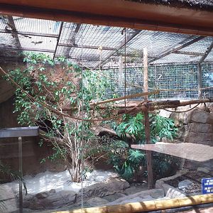 Red-handed tamarin exhibit -MundoMar Benidorm (2021)