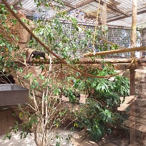 Red-handed tamarin exhibit -MundoMar Benidorm (2021)