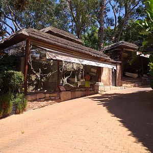 South American coati exhibit -MundoMar Benidorm (2021)