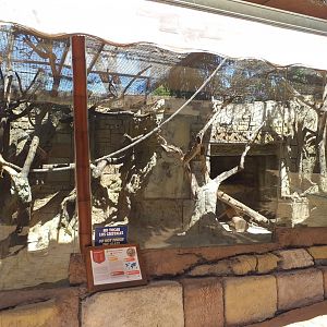 South American coati exhibit -MundoMar Benidorm (2021)