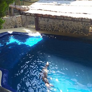 California sea lion second exhibit -MundoMar Benidorm (2021)