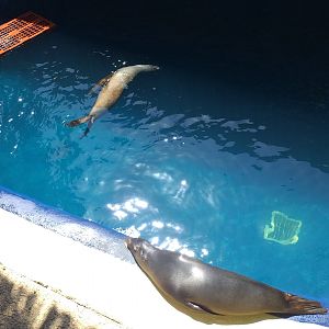 California sea lion second exhibit -MundoMar Benidorm (2021)