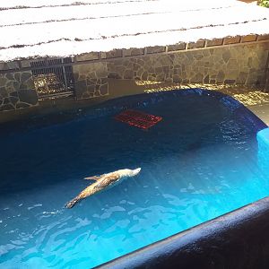 California sea lion second exhibit -MundoMar Benidorm (2021)