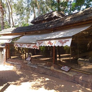 Geoffroy's tufted-ear marmoset and Red-footed tortoise exhibit -MundoMar Benidorm (2021)