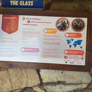 Geoffroy's tufted-ear marmoset sign -MundoMar Benidorm (2021)