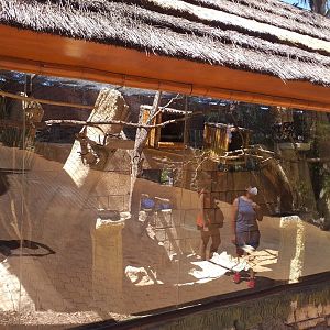 Eclectus parrot exhibit -MundoMar Benidorm (2021)