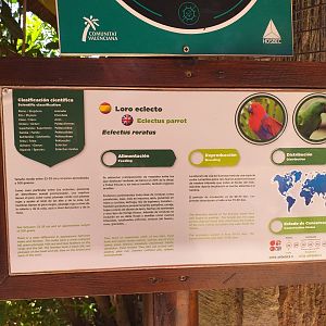 Eclectus parrot sign -MundoMar Benidorm (2021)