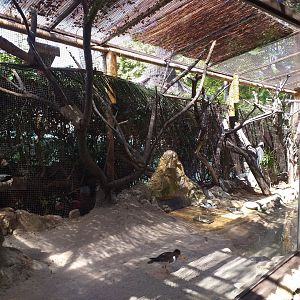 Egyptian plover, Eurasian oystercatcher, Pied avocet and White-cheeked turaco exhibit -MundoMar Benidorm (2021)